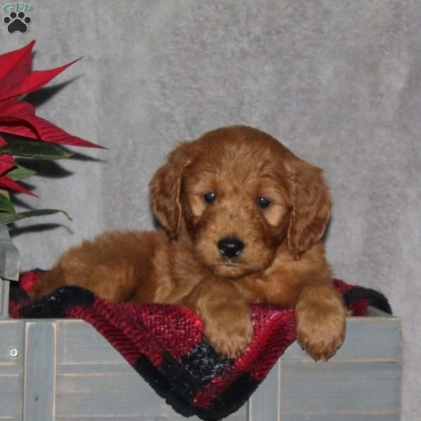 Fido, Goldendoodle Puppy